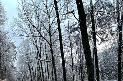 Wald im Winter: Zur Mitteilung