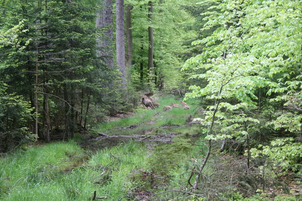 Wald - Bache mit Frischlingen